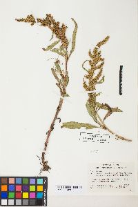 Rumex salicifolius var. mexicanus image