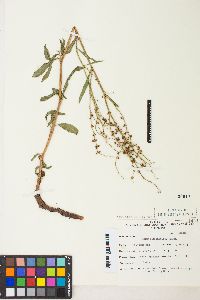 Rumex salicifolius image