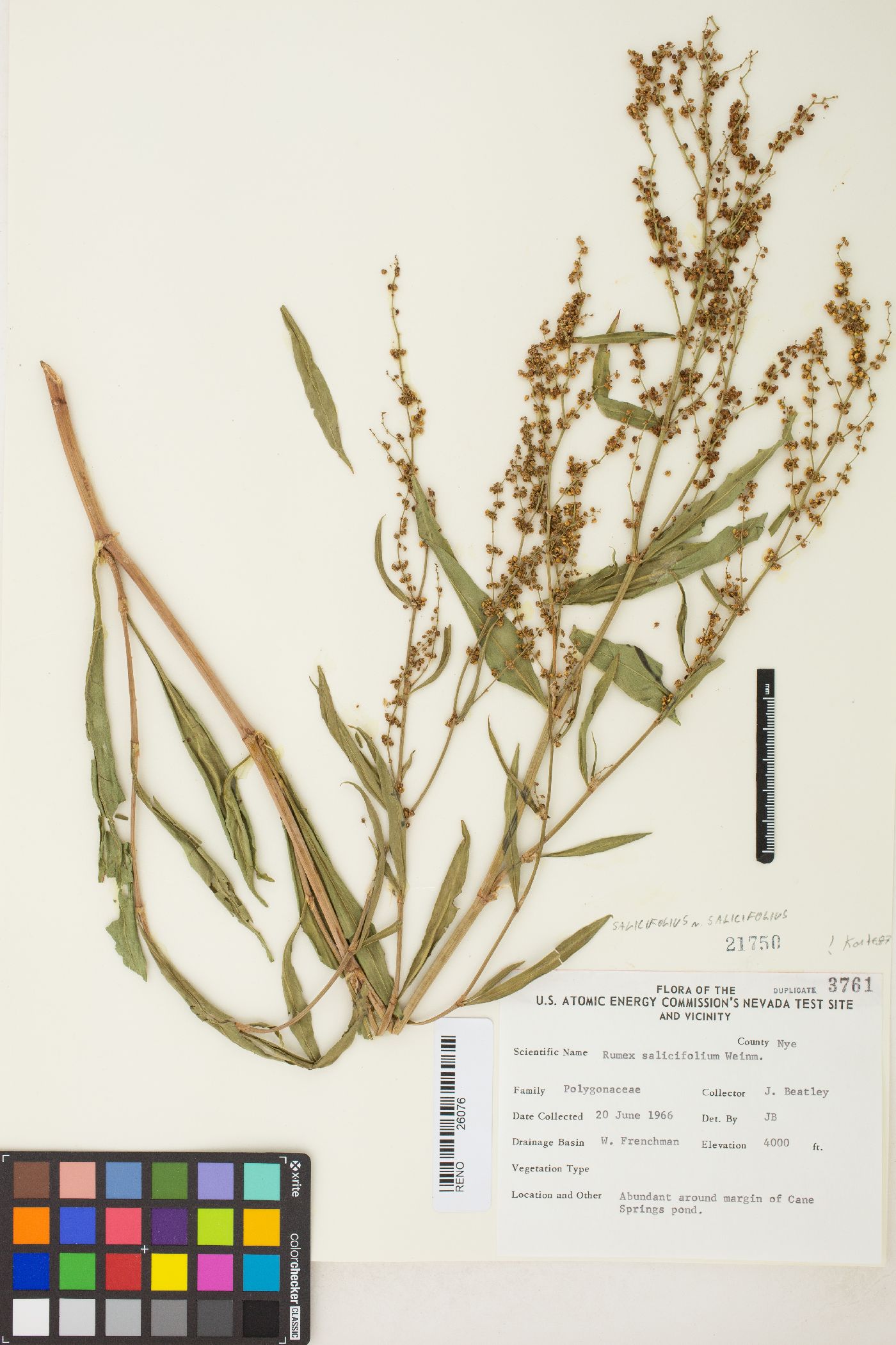 Rumex salicifolius var. salicifolius image