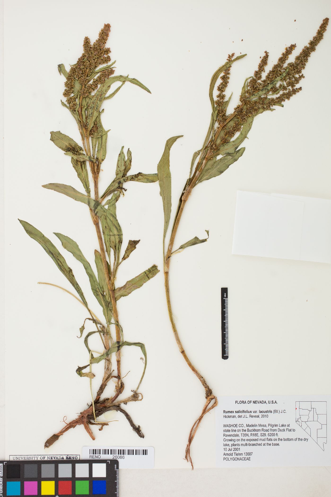 Rumex salicifolius var. lacustris image