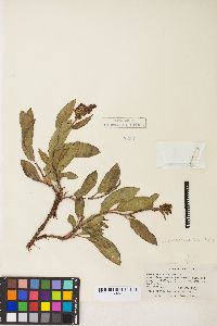 Rumex salicifolius var. lacustris image