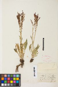 Rumex paucifolius image