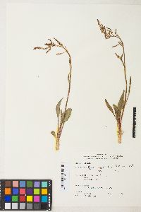 Rumex paucifolius image