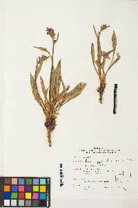 Rumex paucifolius image