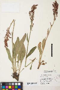 Rumex paucifolius image