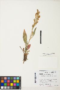 Rumex paucifolius image