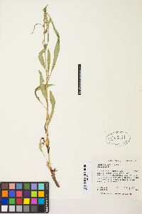 Rumex paucifolius image