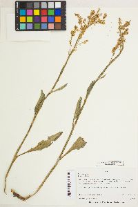 Rumex paucifolius image