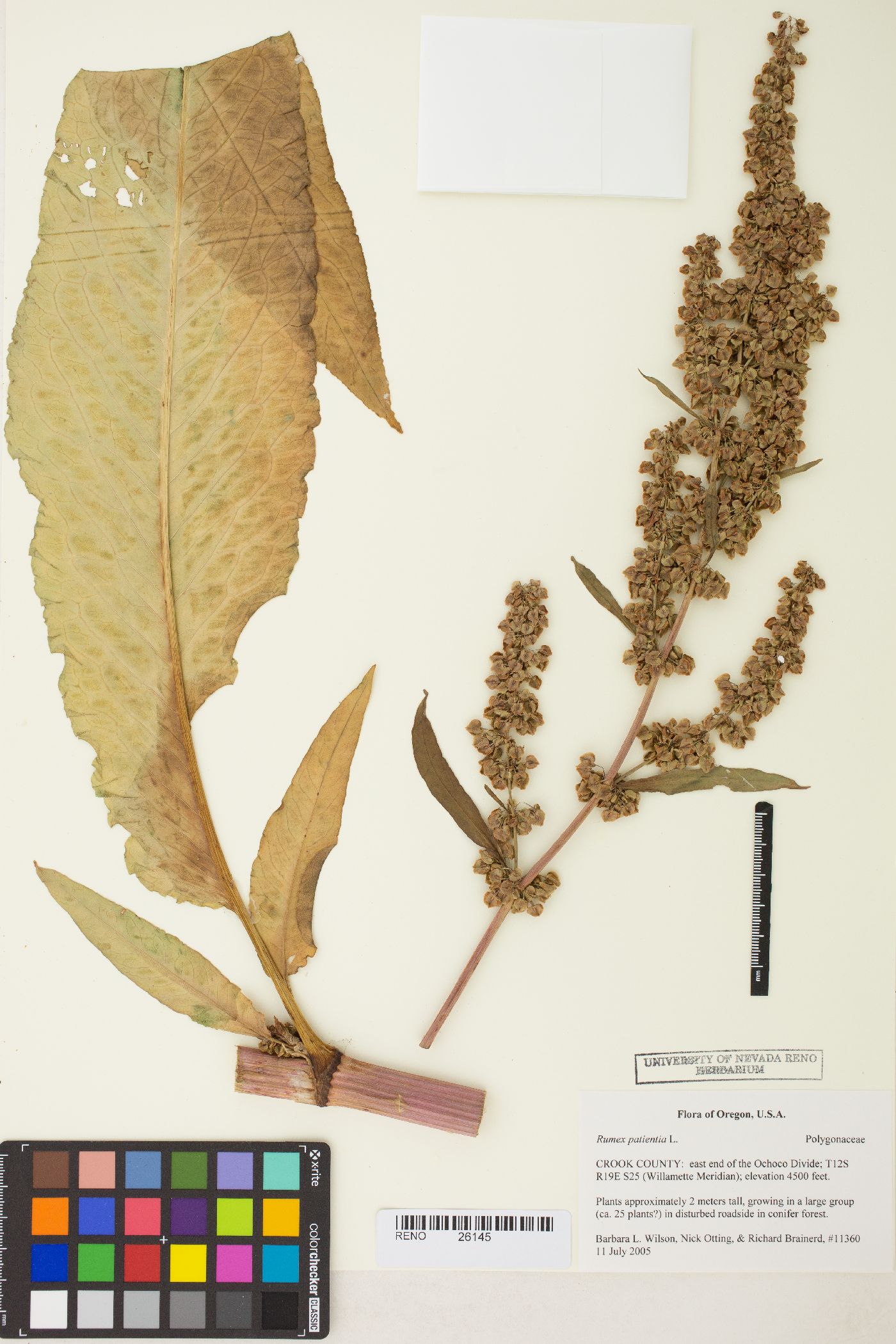 Rumex patientia image