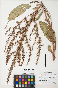 Rumex obtusifolius image