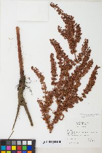 Rumex obtusifolius image