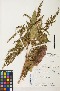 Rumex obtusifolius image