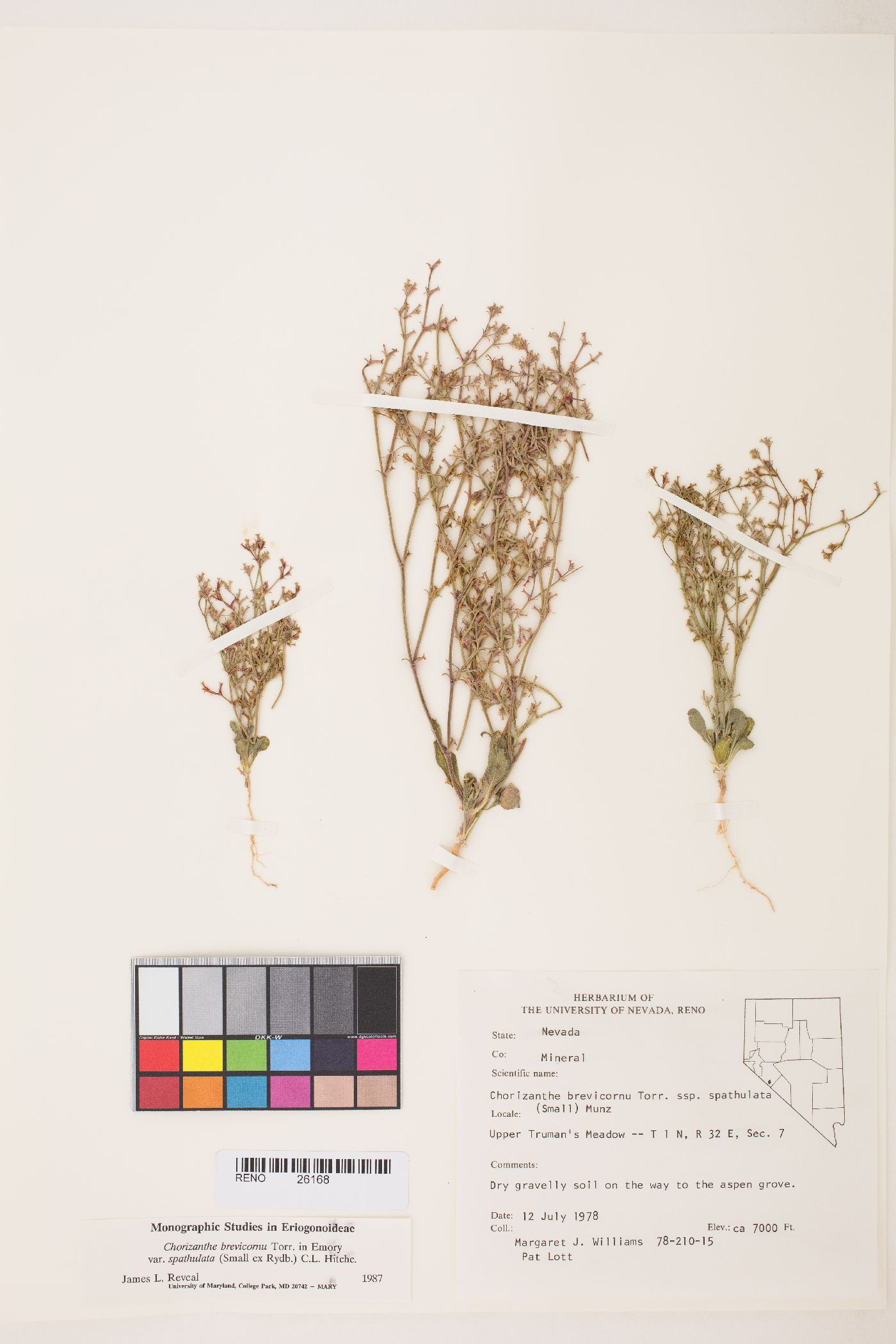 Chorizanthe brevicornu var. spathulata image