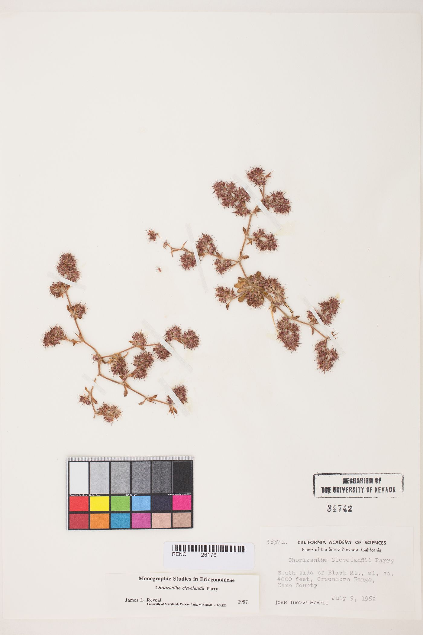 Chorizanthe clevelandii image