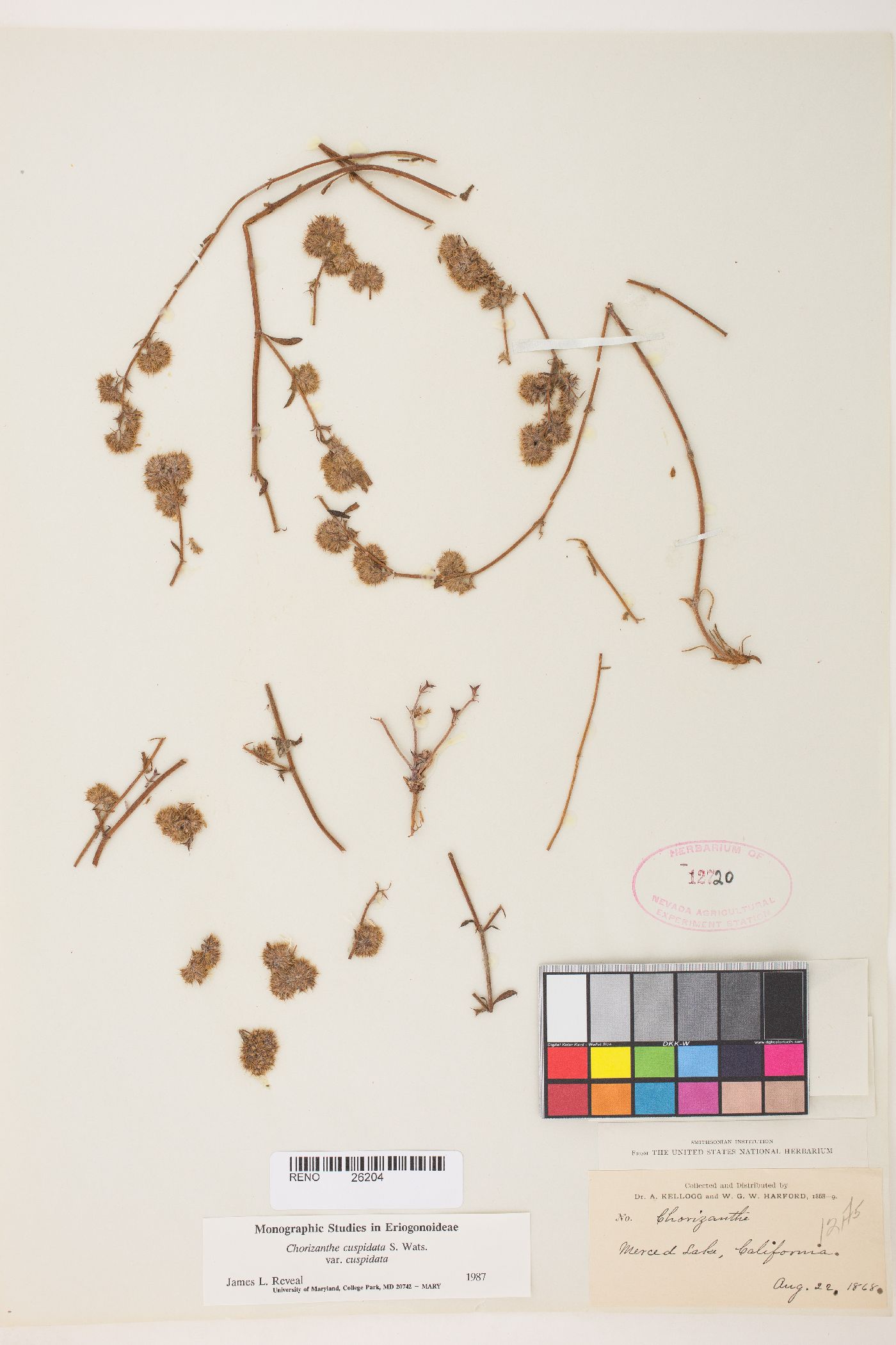 Chorizanthe cuspidata var. cuspidata image