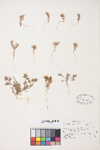 Chorizanthe watsonii image