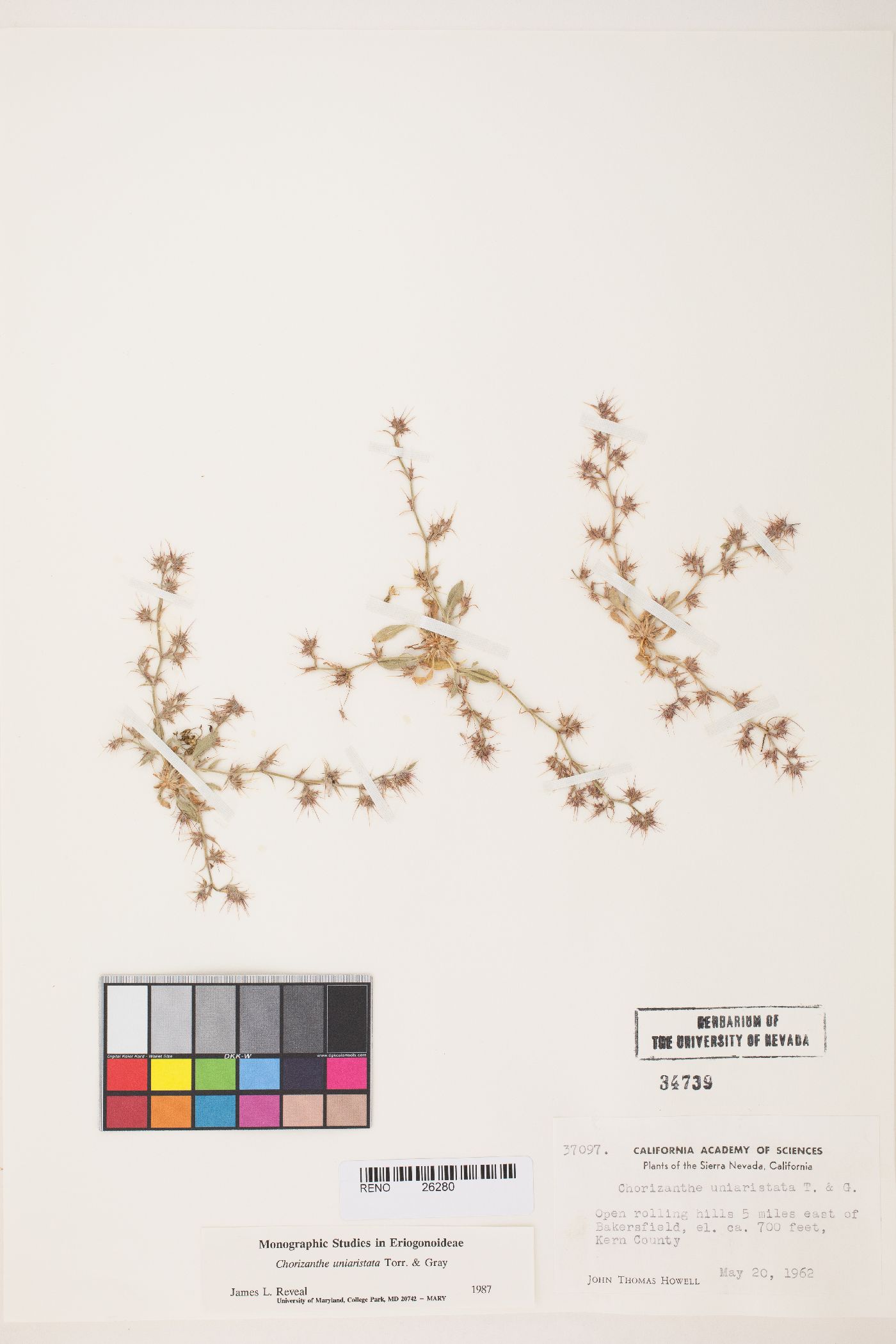 Chorizanthe uniaristata image