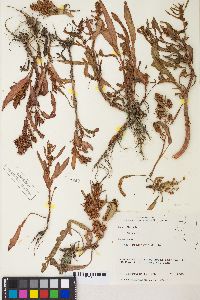 Rumex fueginus image