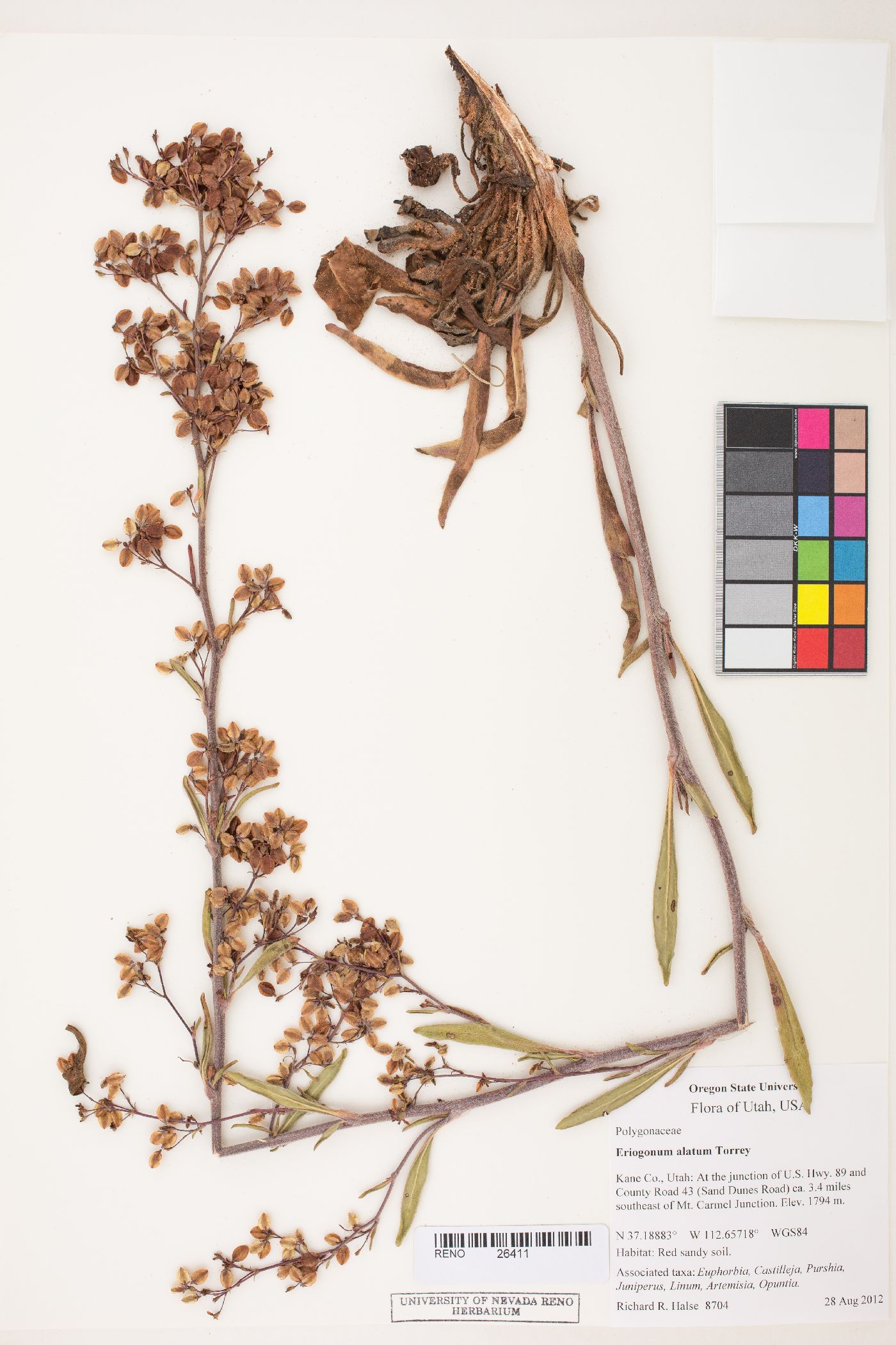 Eriogonum alatum var. alatum image