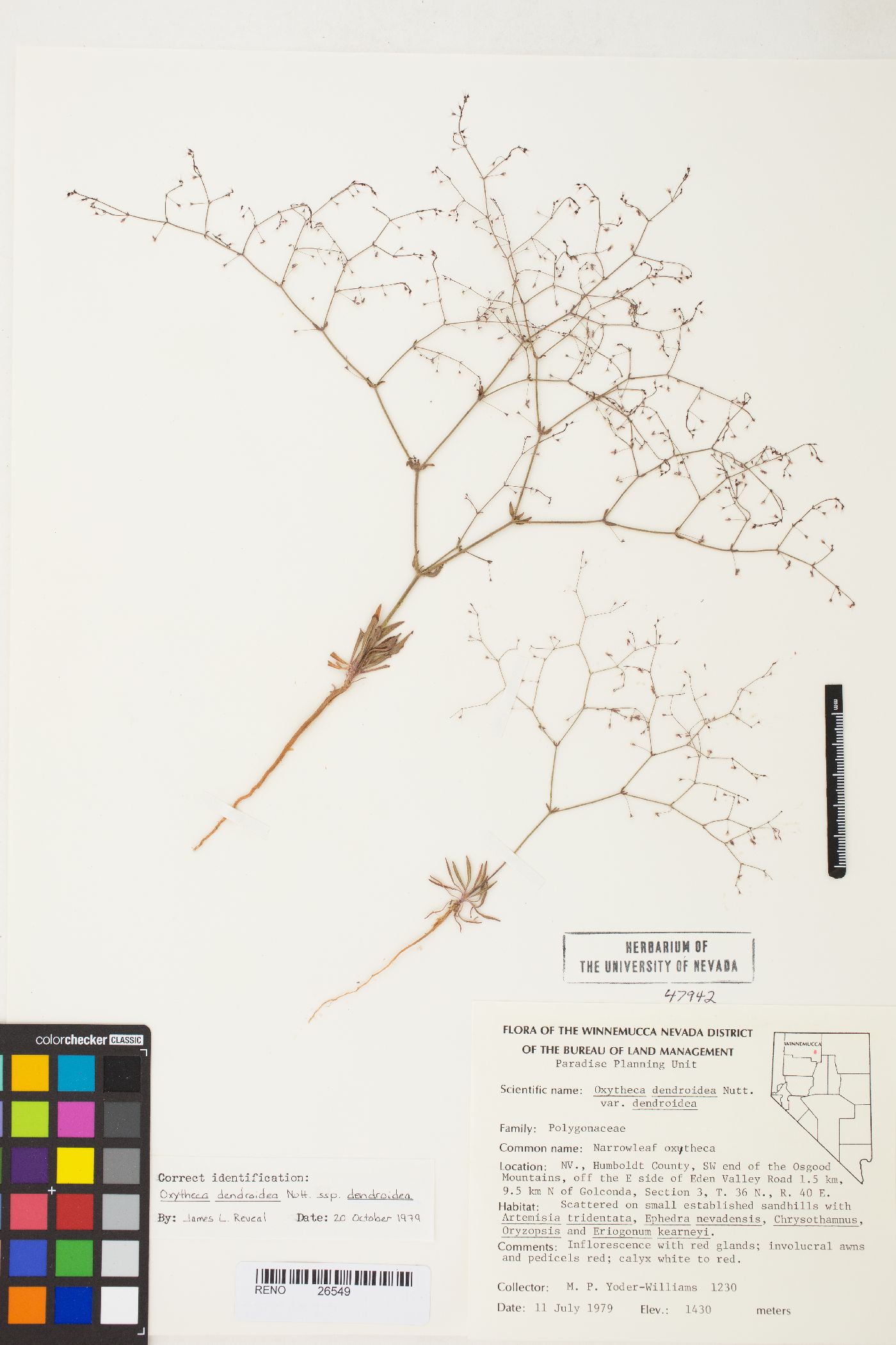 Oxytheca dendroidea subsp. dendroidea image
