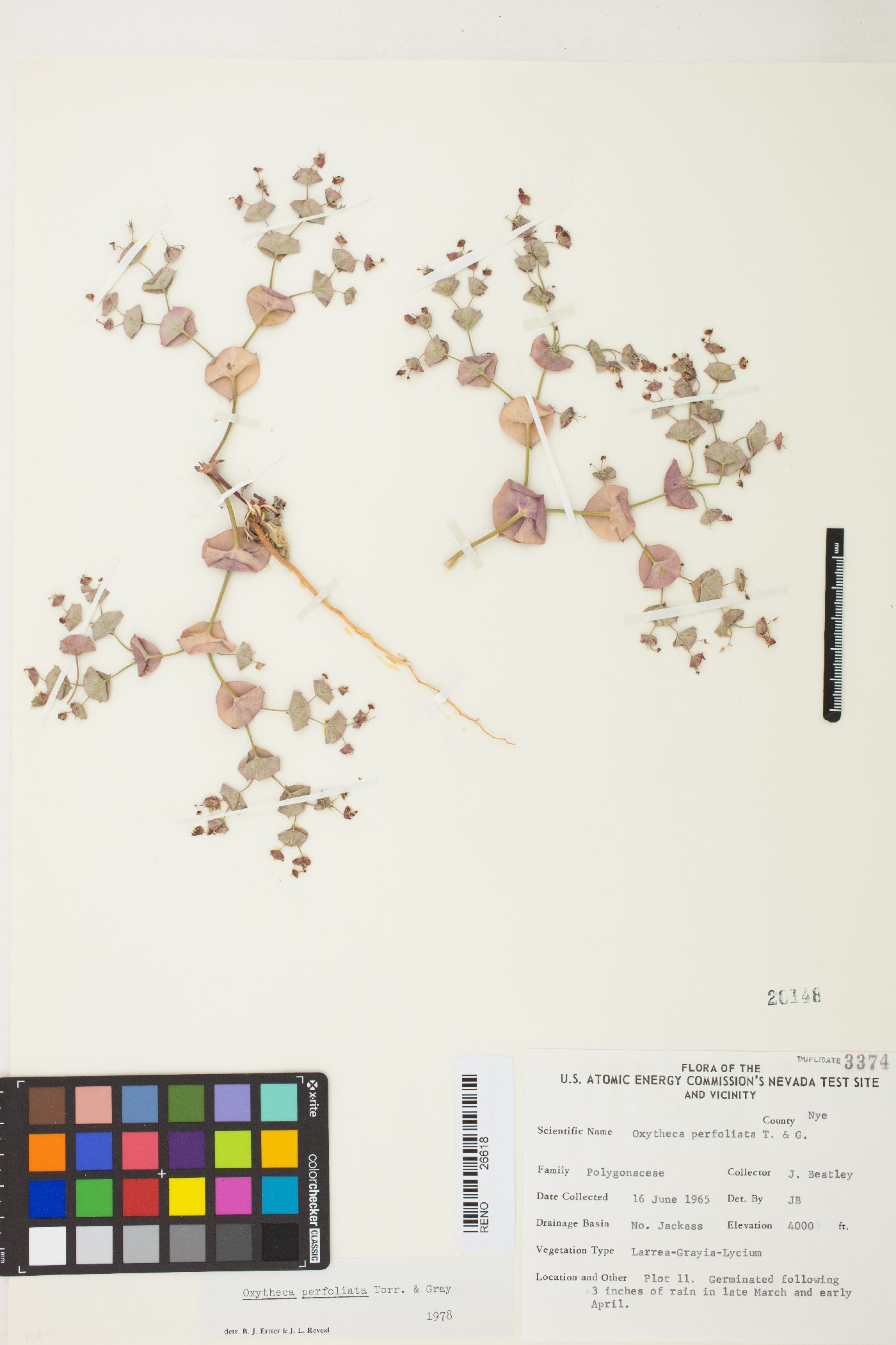 Oxytheca perfoliata image