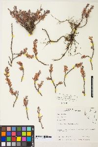 Polygonum shastense image