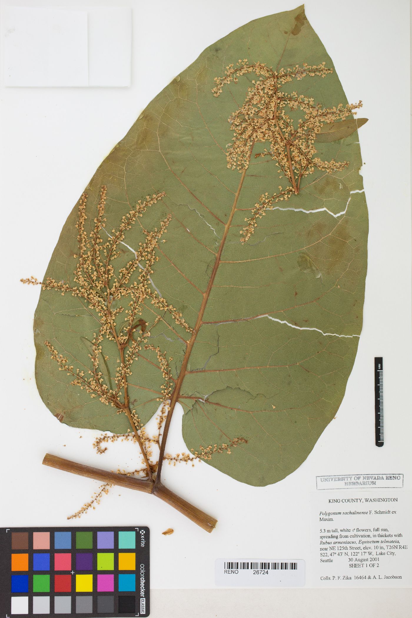 Reynoutria sachalinensis image