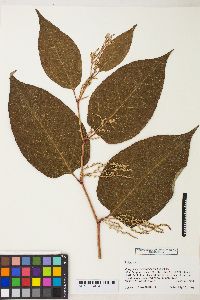 Reynoutria japonica image