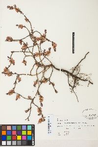 Polygonum shastense image