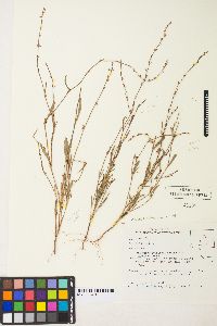 Polygonum sawatchense image