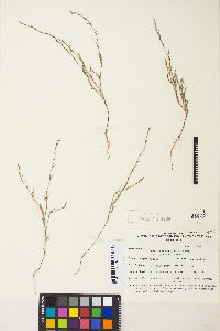 Polygonum sawatchense image