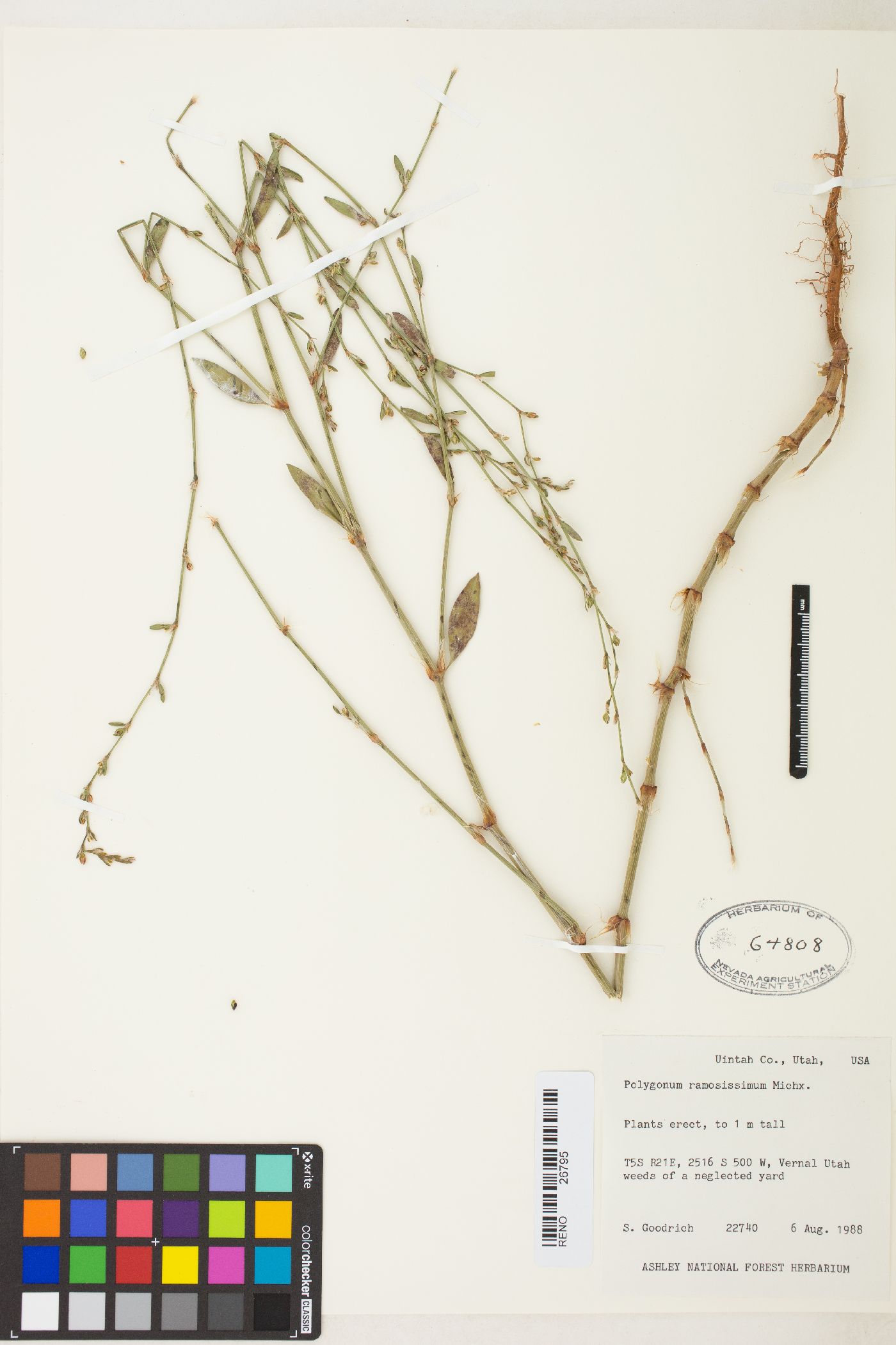 Polygonum ramosissimum var. ramosissimum image