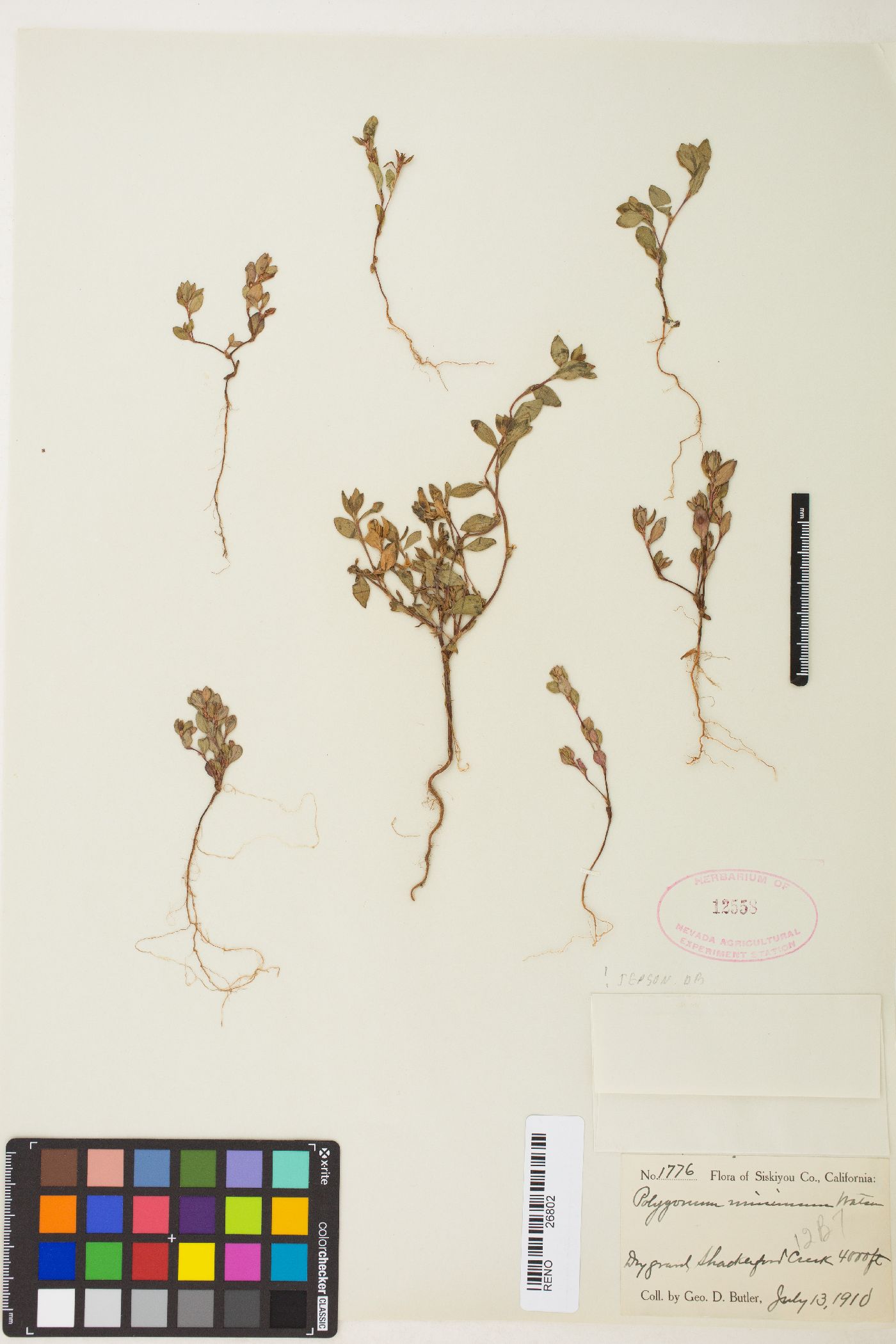 Polygonum minimum image