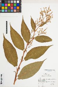Image of Persicaria wallichii
