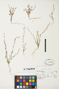 Polygonum austiniae image