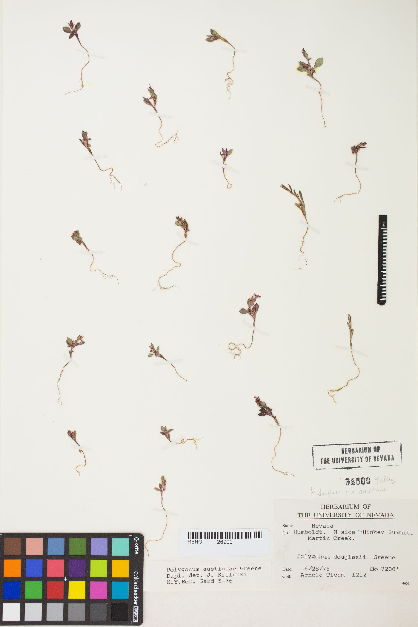 Polygonum austiniae image