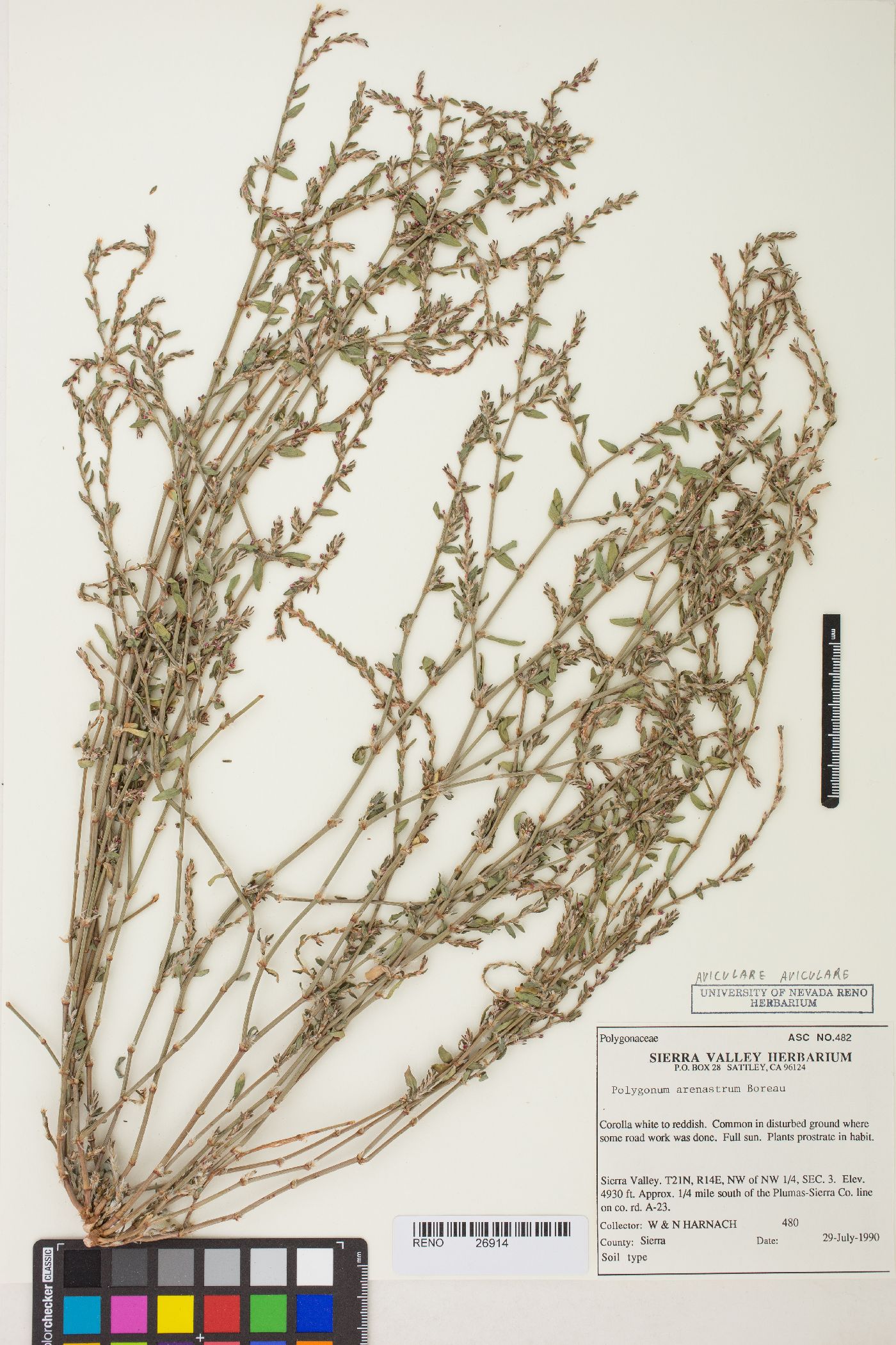 Polygonum aviculare subsp. aviculare image