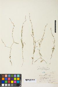 Polygonum douglasii image