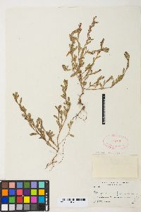 Polygonum aviculare var. buxiforme image