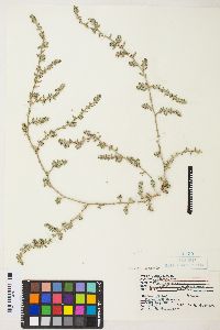 Polygonum aviculare subsp. depressum image