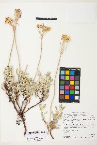 Eriogonum heracleoides var. leucophaeum image