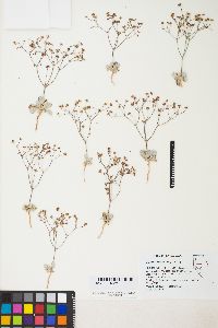 Eriogonum pusillum image