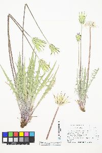 Agoseris retrorsa image