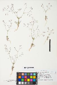 Eriogonum spergulinum image