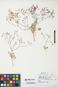 Eriogonum pusillum image