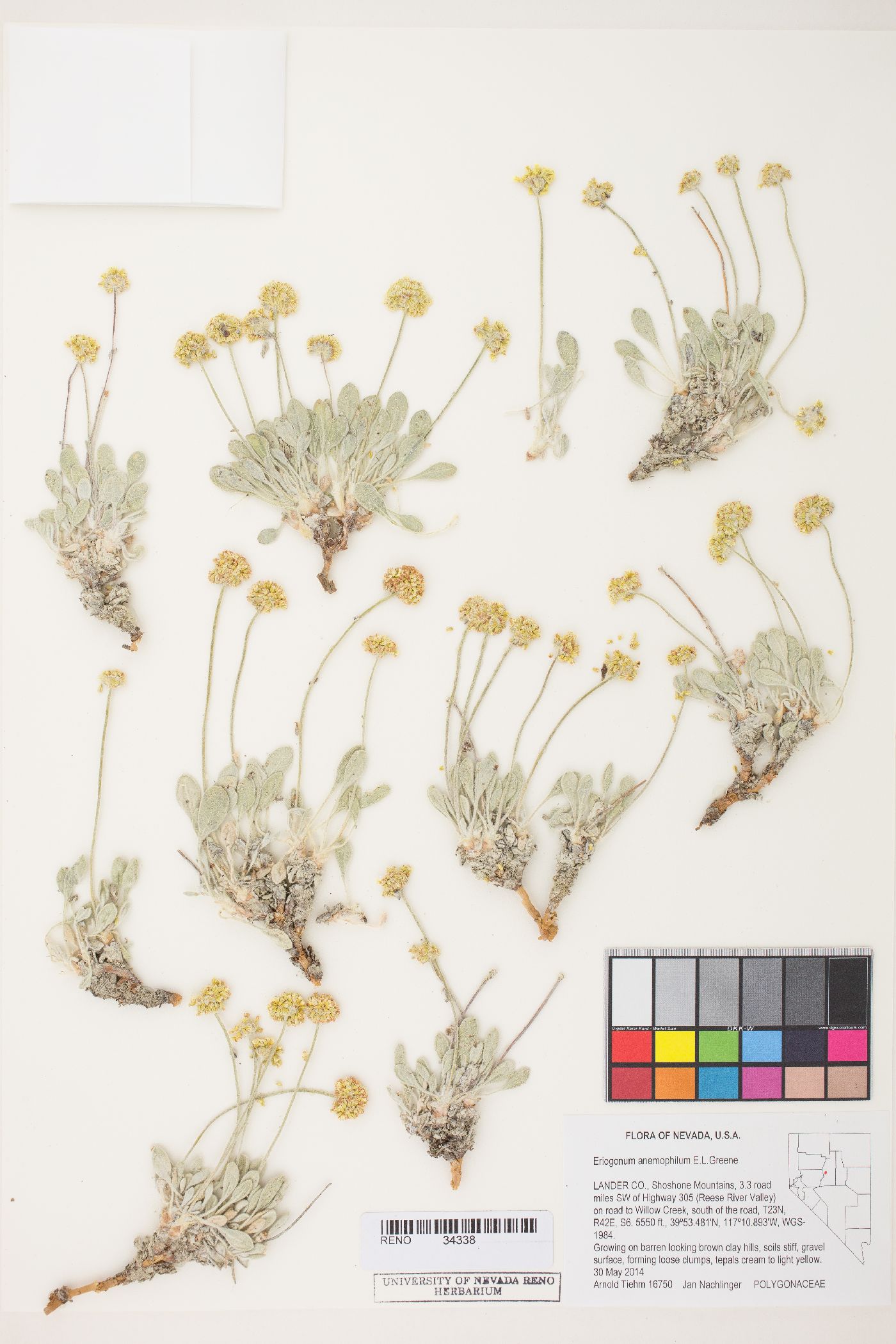 Eriogonum anemophilum image