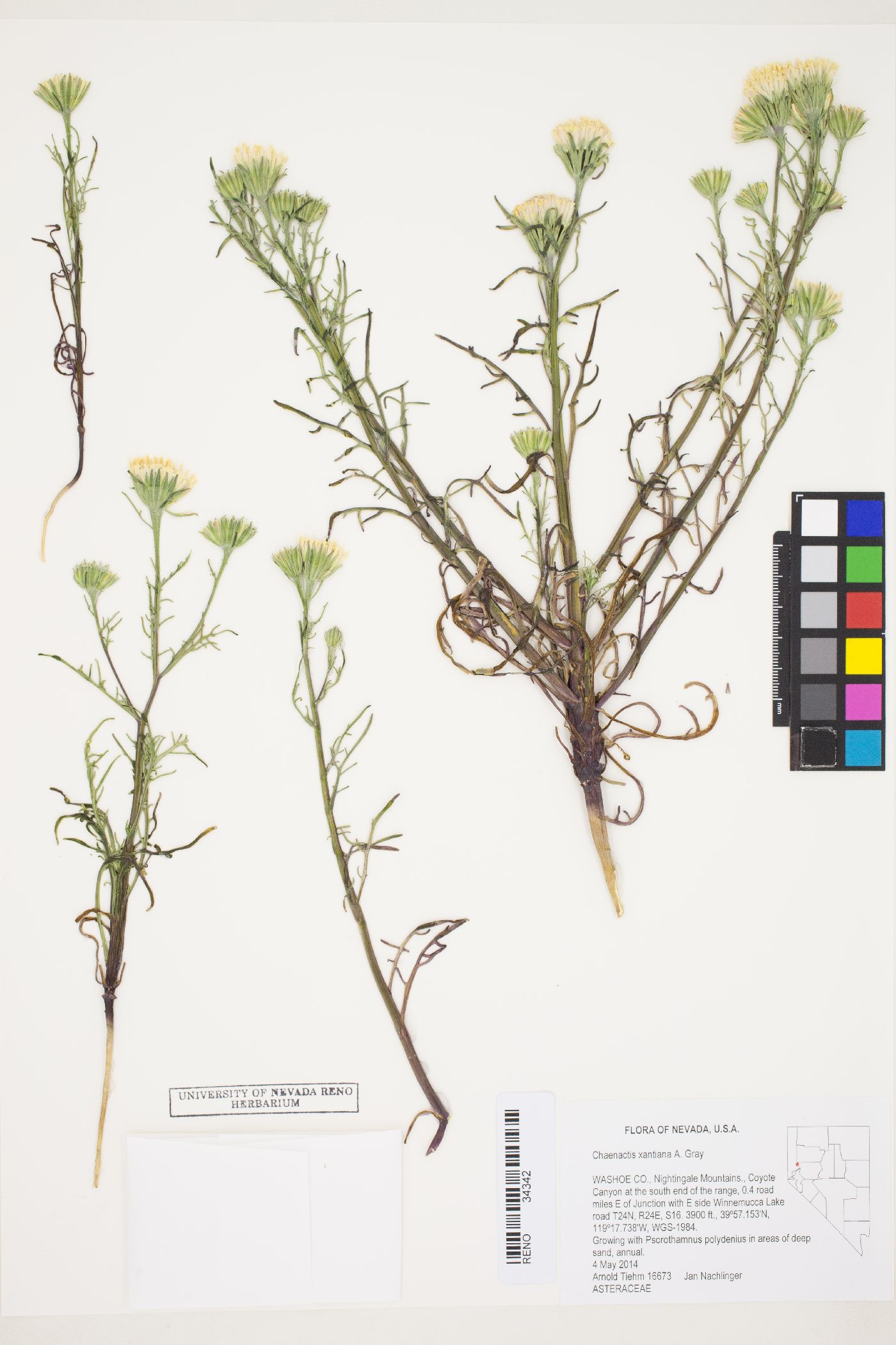 Chaenactis xantiana image
