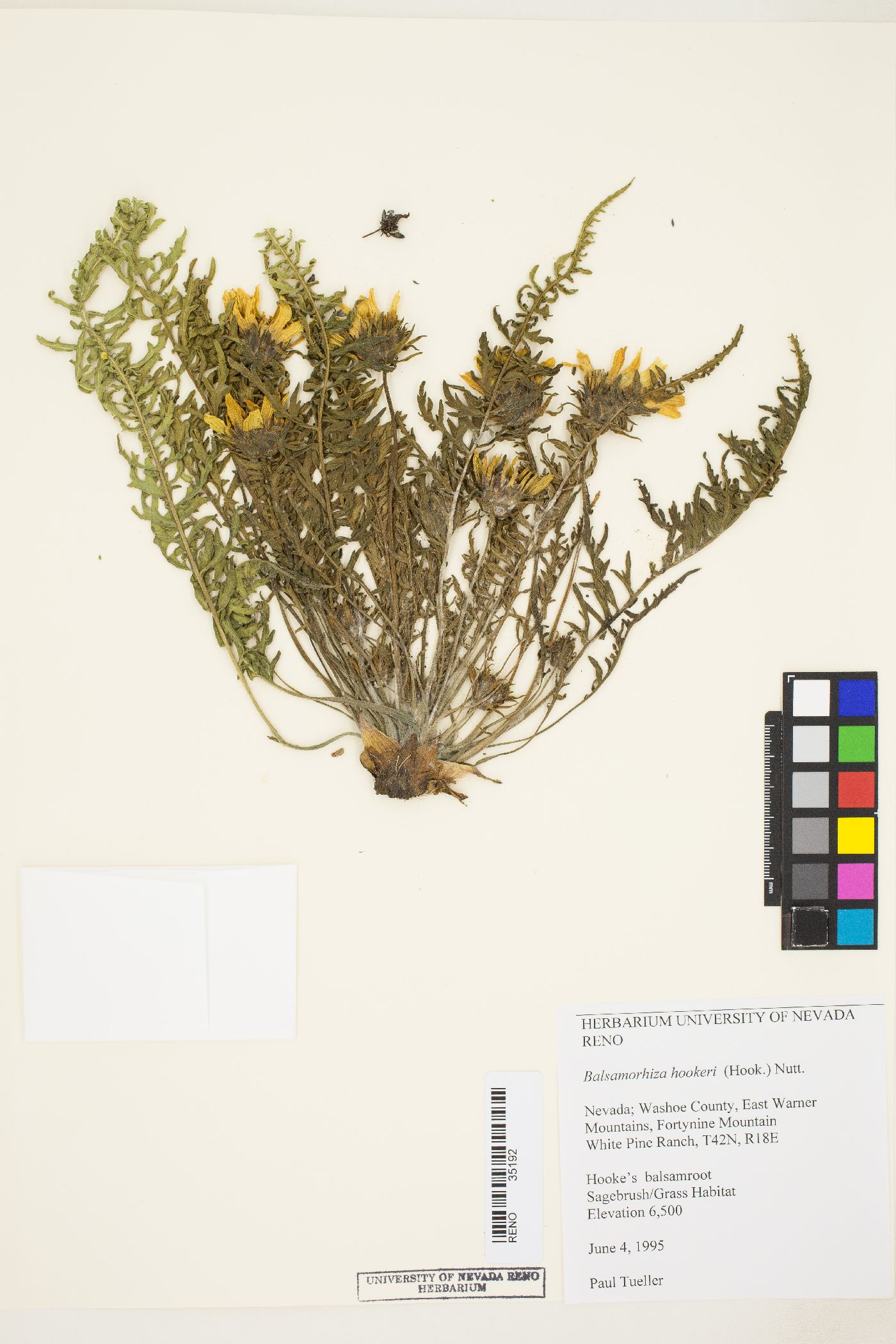 Balsamorhiza hookeri image