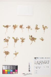 Chorizanthe rigida image