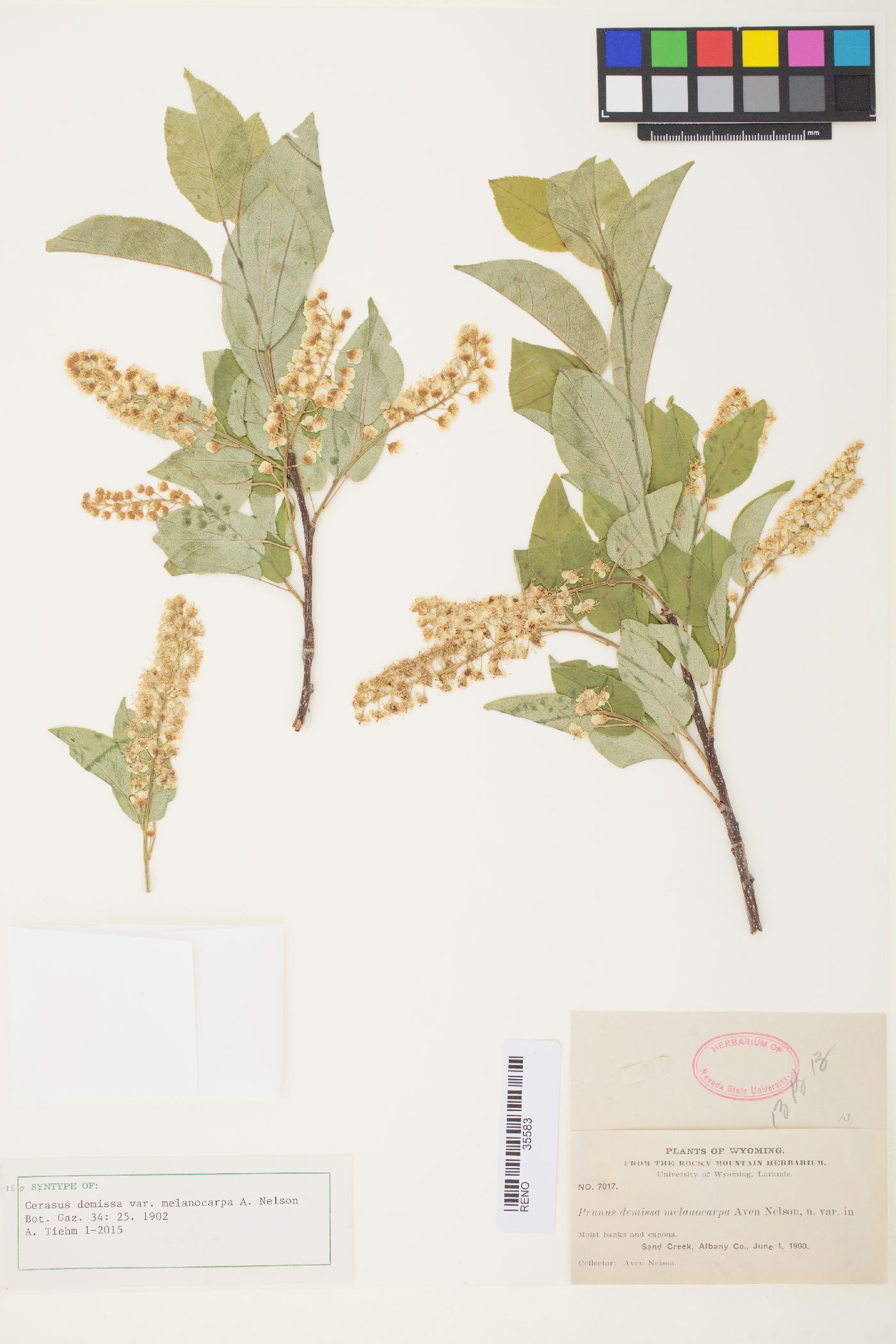 Padus virginiana subsp. melanocarpa image